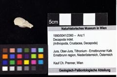 Foto (Objket + Etiketten) von Decapoda indet. 